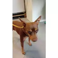 cane - Matr. 2024/1523 - Microchip 642099000643270