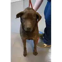 cane - Matr. 2014/1711 - Microchip 380260040143990