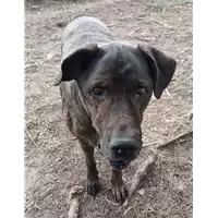 cane - Matr. 2014/1711 - Microchip 380260040143990