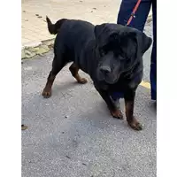 cane - Matr. 2020/1609 - Microchip 380260002430734