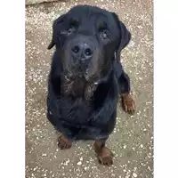 cane - Matr. 2020/1609 - Microchip 380260002430734