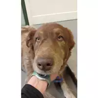 cane - Matr. 2025/0128 - Microchip 380260044997561