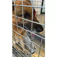 cane - Matr. 2023/0707 - Microchip 380260002319681