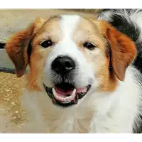 cane - Matr. 2021/1019 - Microchip 380260044441871