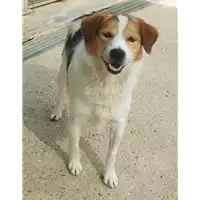 cane - Matr. 2021/1019 - Microchip 380260044441871