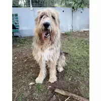 cane - Matr. 2018/0888 - Microchip 380260042906583