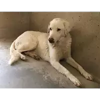 cane - Matr. 2010/1206 - Microchip 380260000138268