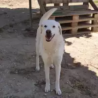 cane - Matr. 2010/1206 - Microchip 380260000138268