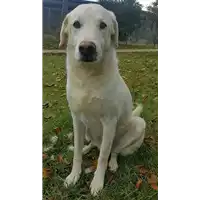cane - Matr. 2010/1206 - Microchip 380260000138268