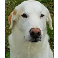 cane - Matr. 2010/1206 - Microchip 380260000138268
