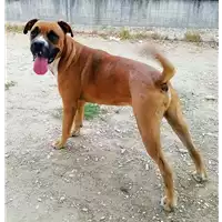 cane - Matr. 2021/1199 - Microchip 380260044476534