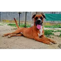 cane - Matr. 2021/1199 - Microchip 380260044476534