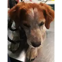 cane - Matr. 2021/1267 - Microchip 380260043849240