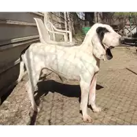 cane - Matr. 2021/1350 - Microchip 380260044446881
