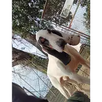 cane - Matr. 2021/1350 - Microchip 380260044446881