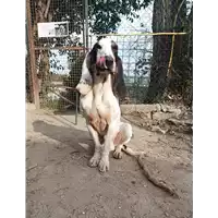 cane - Matr. 2021/1350 - Microchip 380260044446881