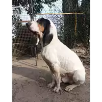 cane - Matr. 2021/1350 - Microchip 380260044446881