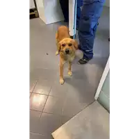 cane - Matr. 2021/0168 - Microchip 380260044279364