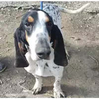 cane - Matr. 2021/1375 - Microchip 380260044437147