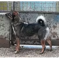 cane - Matr. 2017/0797 - Microchip 380260043147674