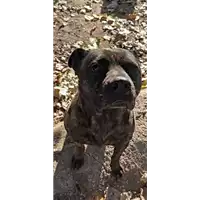 cane - Matr. 2018/2110 - Microchip 380260042267198