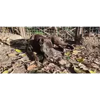 cane - Matr. 2018/2110 - Microchip 380260042267198
