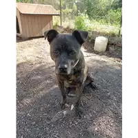cane - Matr. 2018/2110 - Microchip 380260042267198
