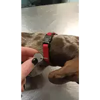 cane - Matr. 2021/2253 - Microchip 380260160120307