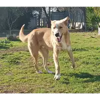 cane - Matr. 2021/0952 - Microchip 380260044550806