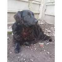cane - Matr. 2021/1446 - Microchip 380260044449010