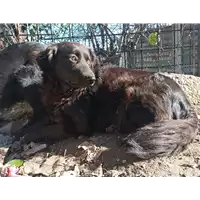 cane - Matr. 2021/1446 - Microchip 380260044449010