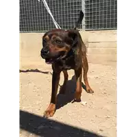 cane - Matr. 2017/0916 - Microchip 380260043258538