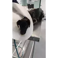 cane - Matr. 2022/0456 - Microchip 380260044476423
