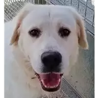 cane - Matr. 2022/0477 - Microchip 380260044551949