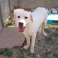 cane - Matr. 2022/0477 - Microchip 380260044551949