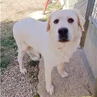 cane - Matr. 2022/0477 - Microchip 380260044551949