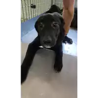 cane - Matr. 2022/0603 - Microchip 380260044476374