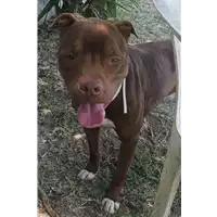 cane - Matr. 2021/2207 - Microchip 937010000011745