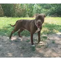 cane - Matr. 2021/2207 - Microchip 937010000011745