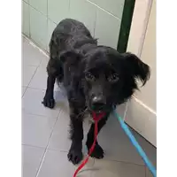 cane - Matr. 2021/1473 - Microchip 380260044476121