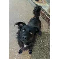 cane - Matr. 2021/1473 - Microchip 380260044476121