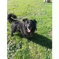 cane - Matr. 2021/1473 - Microchip 380260044476121