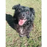 cane - Matr. 2021/1473 - Microchip 380260044476121