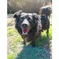 cane - Matr. 2021/1473 - Microchip 380260044476121