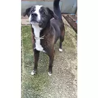 cane - Matr. 2022/0983 - Microchip 380260044817172