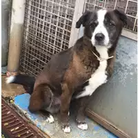 cane - Matr. 2022/0983 - Microchip 380260044817172