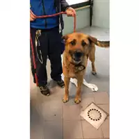 cane - Matr. 2022/0476 - Microchip 380260044551217