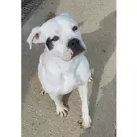 cane - Matr. 2022/1248 - Microchip 380260044816542