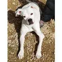 cane - Matr. 2022/1248 - Microchip 380260044816542