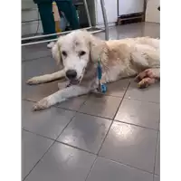 cane - Matr. 2020/1192 - Microchip 380260043706583
